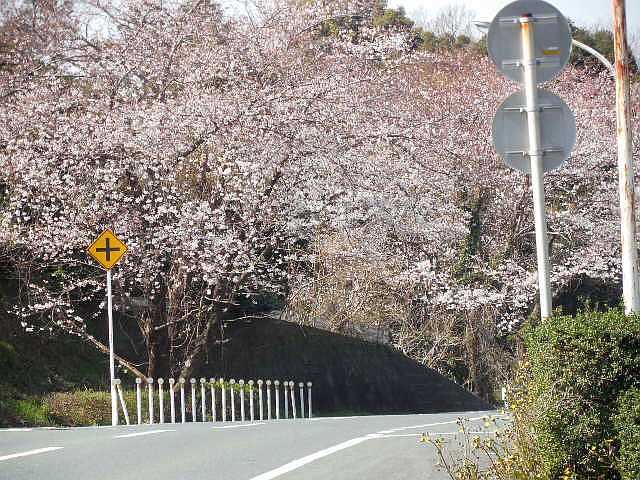 桜の花見