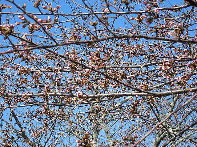 桜の花の名所
